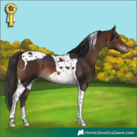 Horse Color:Brown Tobiano 