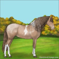 Horse Color:Black Pearl Sabino Tobiano 