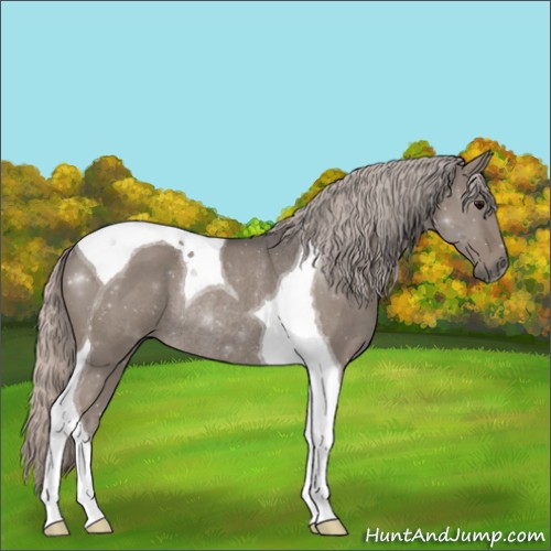Horse Color:Silver Grullo Tobiano Rabicano 