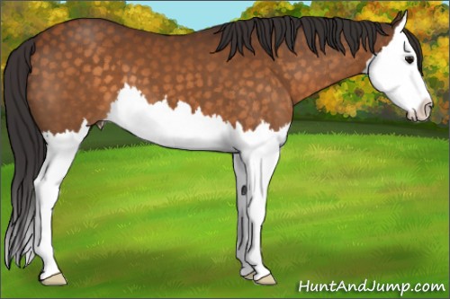 Horse Color:Buckskin Splash 