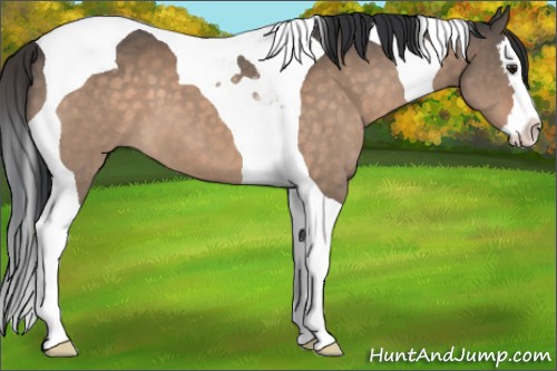 Horse Color:Brown Dun Splash Tobiano 