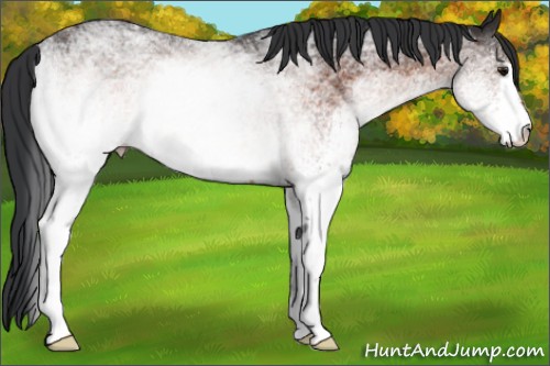 Horse Color:White Spotted Brown 