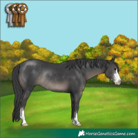 Horse Color:Black Sabino Rabicano 