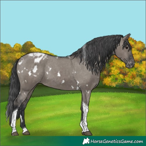 Horse Color:White Spotted Grullo Tobiano Varnish Rabicano