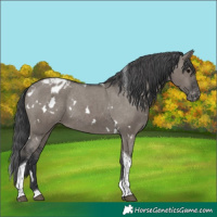 Horse Color:White Spotted Grullo Tobiano Appaloosa Rabicano
