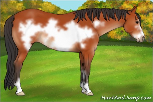 Horse Color:Bay Sabino Frame 