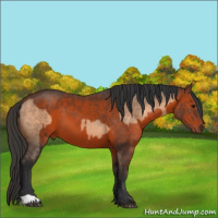 Horse Color:Brown Dun  and Brown 