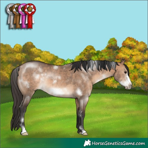 Horse Color:White Spotted Brown Dun Frame Rabicano 