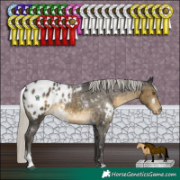 Horse Color:White Spotted Silver Buckskin Sabino Appaloosa Rabicano 
