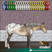 Horse Color:White Spotted Silver Buckskin Sabino Appaloosa Rabicano 