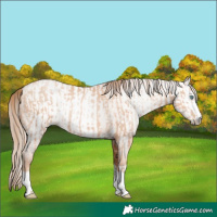 Horse Color:Gold Champagne Pearl Rabicano  and Gray Gold Champagne Pearl Rabicano 