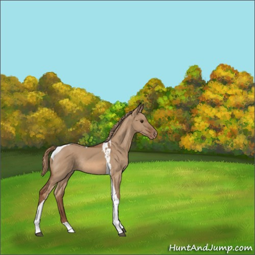 Horse Color:Red Dun Tobiano Appaloosa Rabicano 