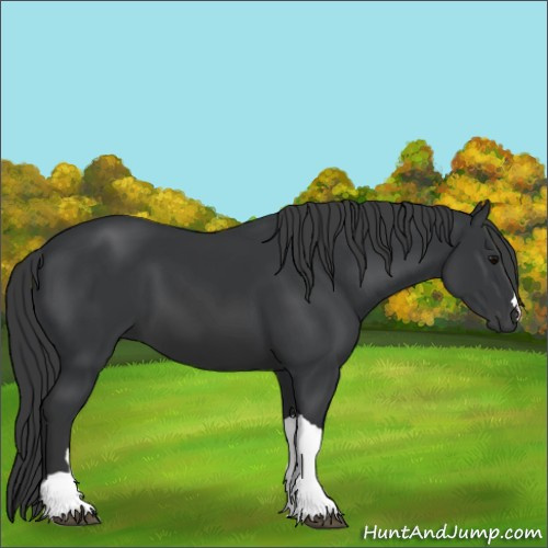 Horse Color:Black 