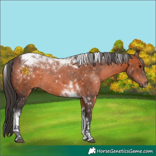 Horse Color:Brown Tobiano 