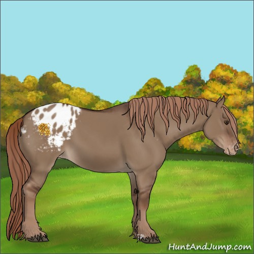 Horse Color:Liver Red Dun Appaloosa 