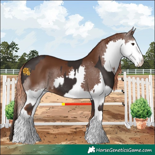 Horse Color:Liver Chestnut Tobiano Rabicano  and Liver Chestnut Splash 