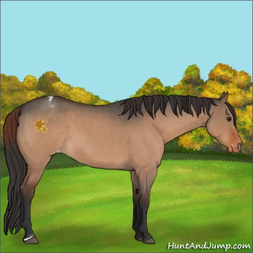 Horse Color:Brown Roan Dun Appaloosa 