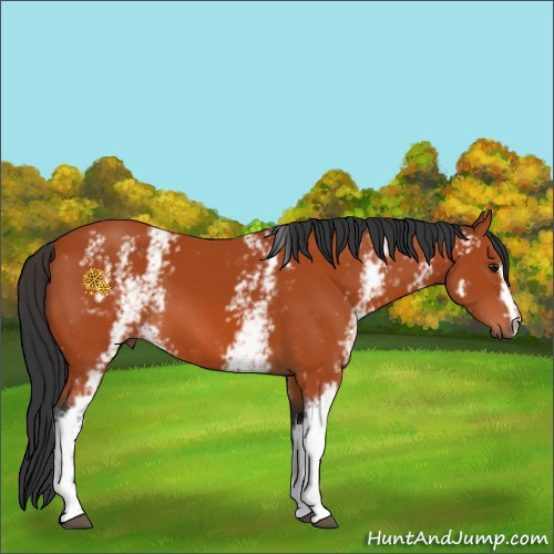 Horse Color:White Spotted Bay 