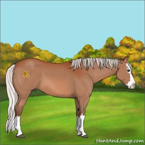 Horse Color:Silver Bay Sabino Splash 