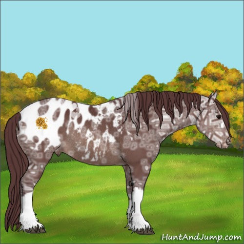 Horse Color:Chocolate Brown Ice Appaloosa Rabicano 