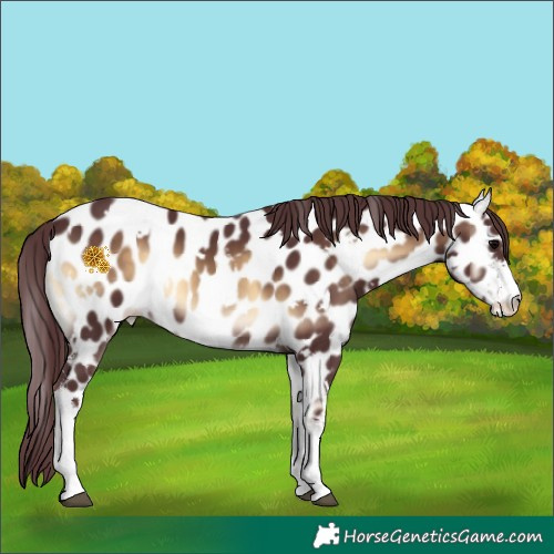 Horse Color:White Spotted Chocolate Brown Onyx Appaloosa 