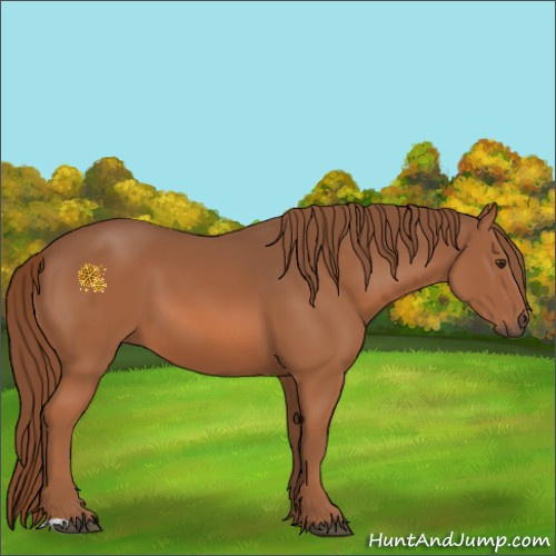 Horse Color:Chestnut 