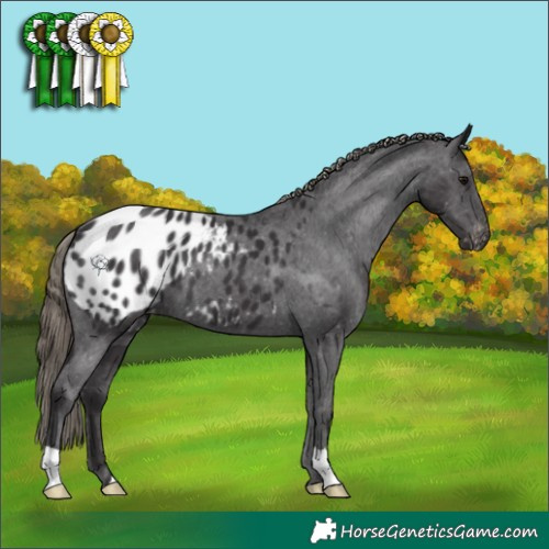 Horse Color:Smoky Black Appaloosa 
