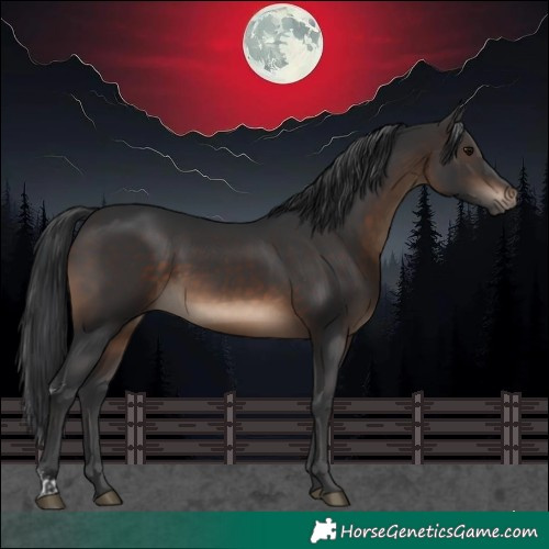 Horse Color:Brown Sabino