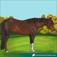 Horse Color:Liver Chestnut 