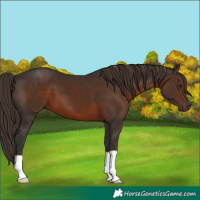 Horse Color:Liver Chestnut 