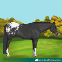 Horse Color:Black Appaloosa