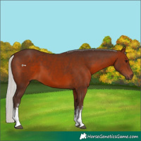 Horse Color:White Spotted Silver Brown