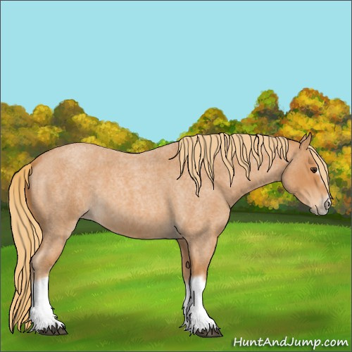 Horse Color:Red Roan Splash Frame 