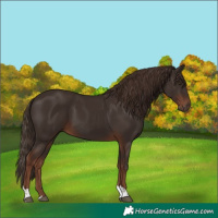 Horse Color:Liver Chestnut Tobiano 