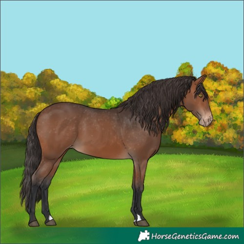 Horse Color:Brown Appaloosa 