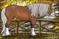 Horse Color:Silver Bay Splash 