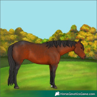 Horse Color:Brown 