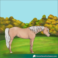 Horse Color:Silver Amber Champagne Frame 