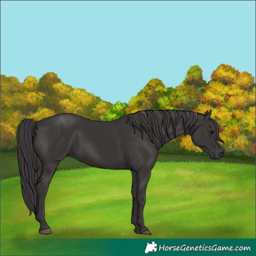Horse Color:Smoky Black