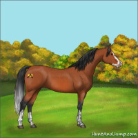 Horse Color:Bay Sabino Rabicano  and Bay Sabino Splash Rabicano 