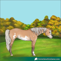 Horse Color:Silver Bay Dun Frame 
