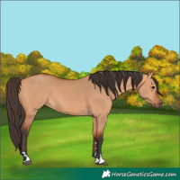 Horse Color:Bay Dun