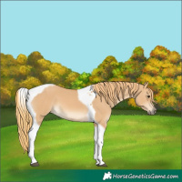 Horse Color:Red Dun Tobiano 