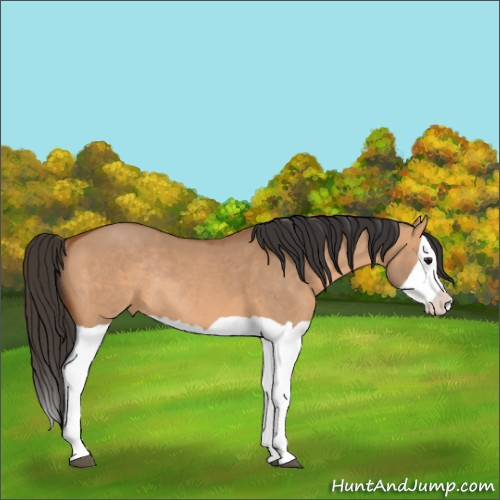 Horse Color:Bay Dun Splash Rabicano