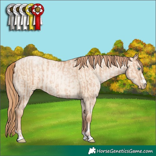 Horse Color:Gold Champagne Pearl Rabicano  and Gold Champagne Pearl Dun Rabicano 