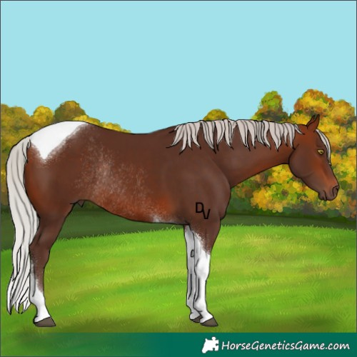 Horse Color:Silver Bay Tobiano Rabicano 