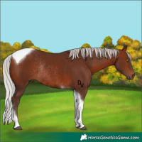 Horse Color:Silver Bay Tobiano Rabicano 