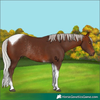 Horse Color:Silver Bay Tobiano Rabicano 