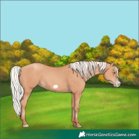 Horse Color:Silver Amber Champagne Frame 