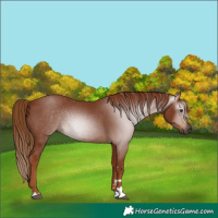 Horse Color:Gray Chestnut 